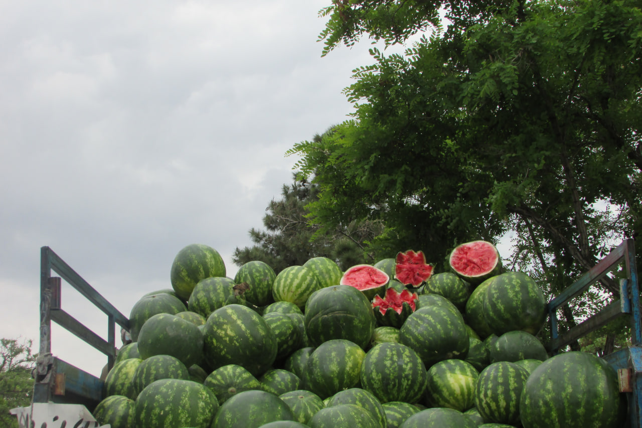 سهم هندوانه ی گنجشک کوچک 